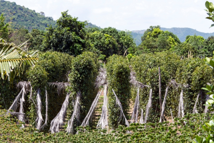 Que faire au Cambodge en Juillet ? Plantations de poivre à Kampot