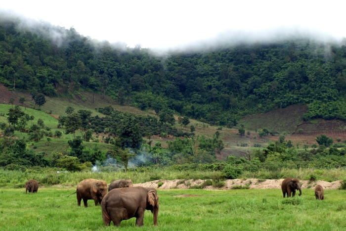 Mondulkiri : admirez la nature authentique au Cambodge en mars