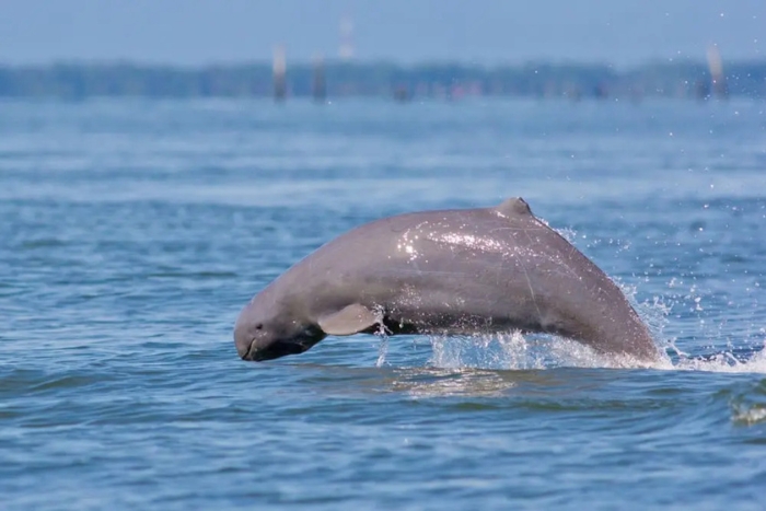 Cambodge en octobre, Kratie est renommée pour ses dauphins d'eau douce de l'Irrawaddy