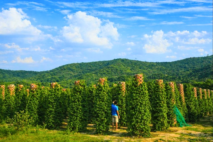Que faire au Cambodge en mars au soleil ? Explorer Kampot autrement, au rythme des plantations de poivre