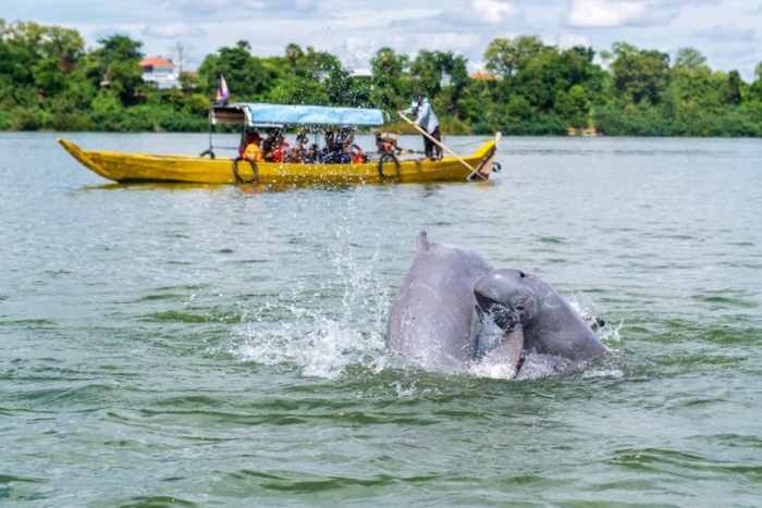 Selon la durée de votre séjour, vivez l’émotion de l’observation des dauphins d’Irrawaddy