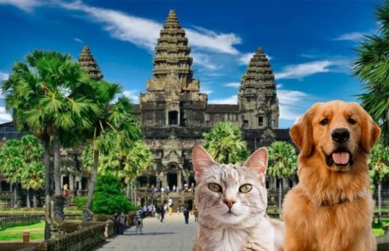 Partir Au Cambodge Avec Un Animal De Compagnie - Guide Des Formalités