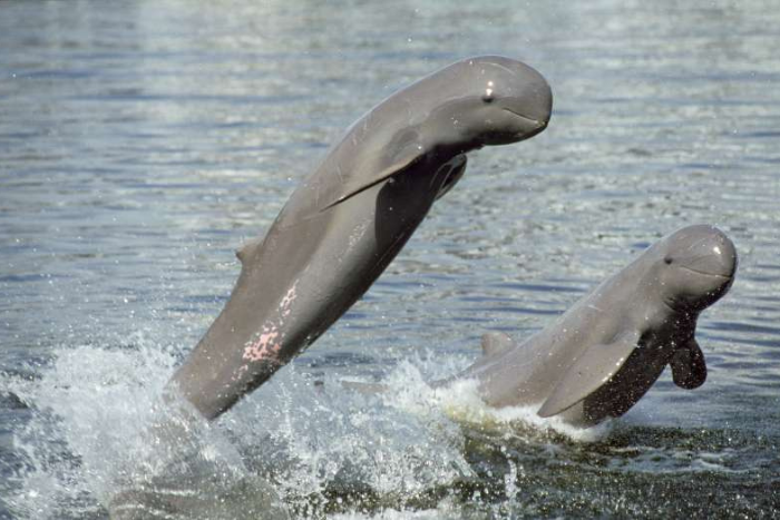 Ne manquez pas à observer les dauphins de l’Irrawaddy dans le Mékong pendant 2 jours à Kratie