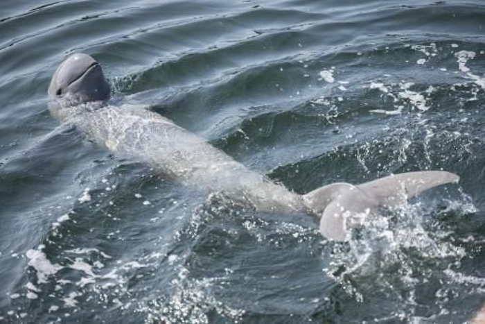 Observer les dauphins de l’Irrawaddy - une des meilleures choses à faire à Kratie