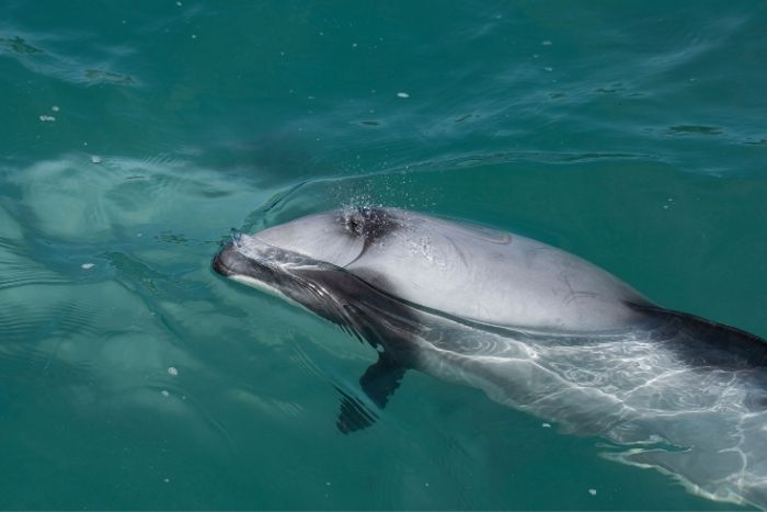 &Agrave; la d&eacute;couverte des c&eacute;l&egrave;bres dauphins d&rsquo;Irrawaddy