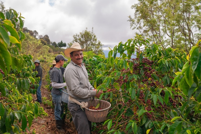 Une plantation de café à Mondulkiri