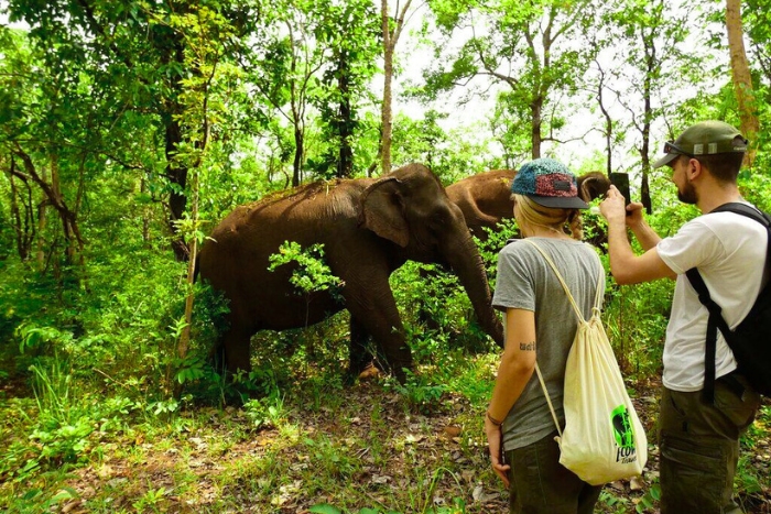Matinée au Mondulkiri Project – promenade paisible en forêt avec des éléphants sauvés