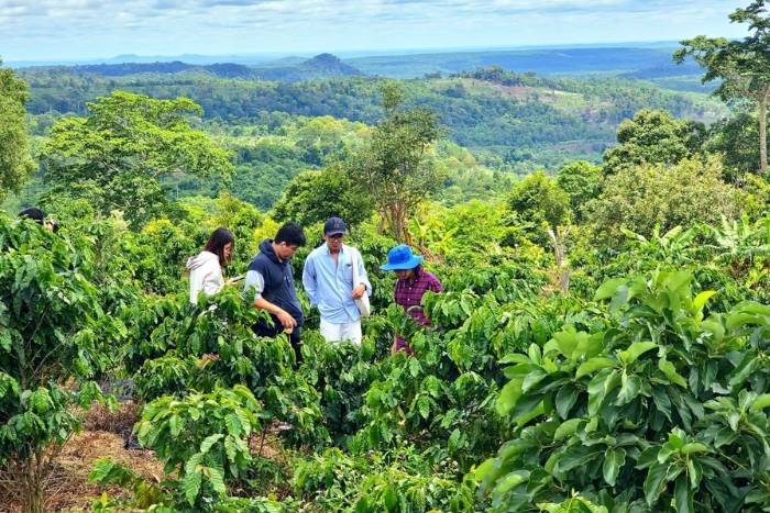Visite des plantations de café à Mondulkiri