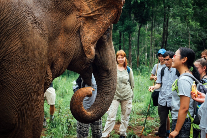 Observer les éléphants dans leur habitat naturel à Mondulkiri