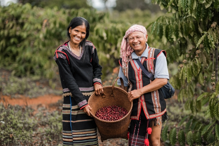 Plantation de caf&eacute; &agrave; Mondulkiri