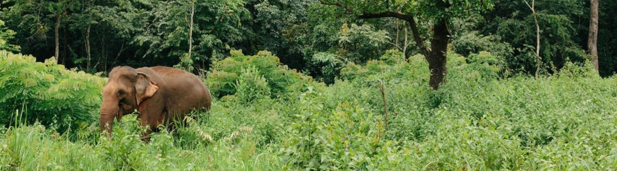 Que faire &agrave; Mondulkiri en famille ?