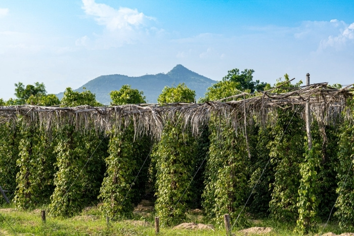Kampot -  partir au Cambodge en janvier