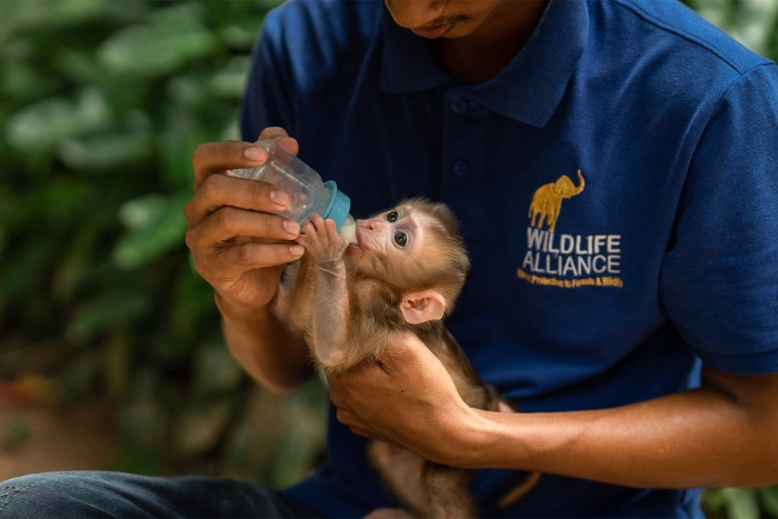 Phnom Tamao Wildlife Rescue Center, Phnom Penh, Cambodge