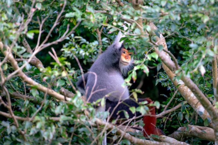 Observer les animaux sauvages dans les forêts de Ratanakiri