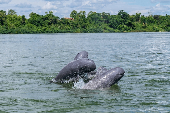 Observer les dauphins d’Irrawaddy à Stung Treng, une expérience à ne pas manquer.