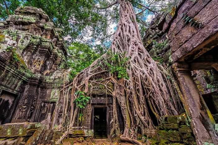 Ta Prohm - le temple aux étranges racines d'arbres