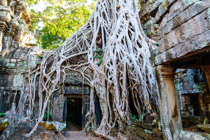 Ta Prohm