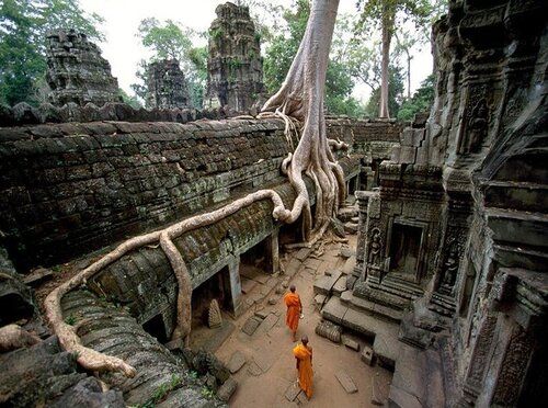 Que Faire Au Cambodge? Visiter Le Temple De Ta Prohm Dans Le Complexe DAngkor