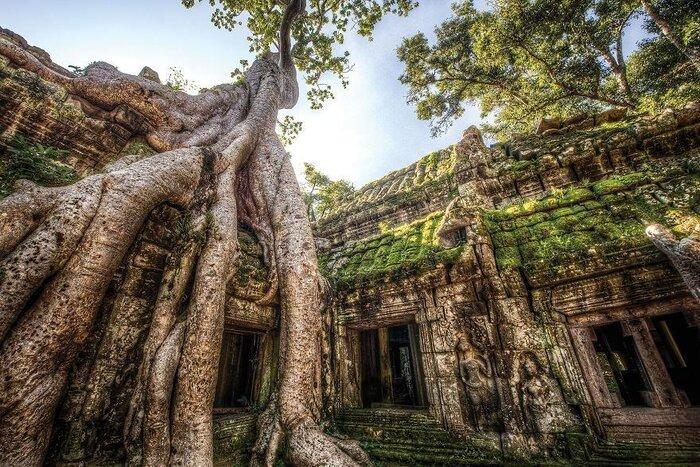 Que faire au Cambogde? Visiter la zone de l'arbre Tung 
