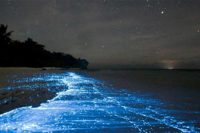N’oubliez pas à prendre une balade en bateau pour admirer le plancton bioluminescent