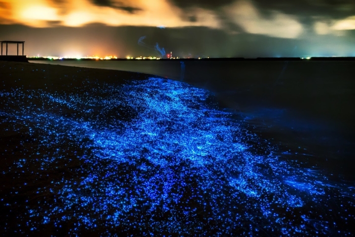 Voir le plancton briller dans la nuit