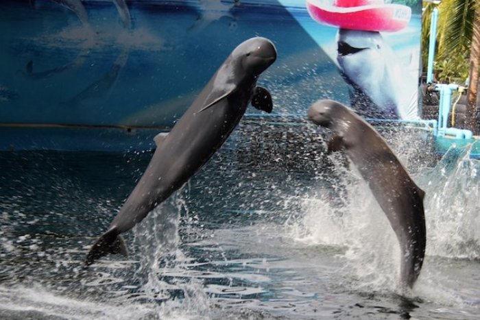 Observer les dauphins d'Irrawaddy &agrave; Kratie est une exp&eacute;rience fascinante pour les enfants