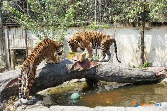 D&eacute;couvrir le Phnom Tamao Wildlife Rescue Center est une des choses &agrave; faire avec des enfants