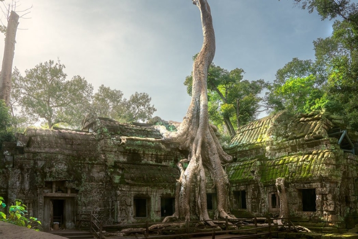 Explorez le temple Ta Prohm dans un voyage en famille d'une semaine au Cambodge