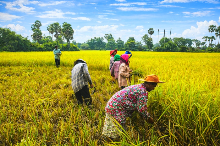 Participation aux activités agricoles lors d’une visite de ferme écologique au Cambodge