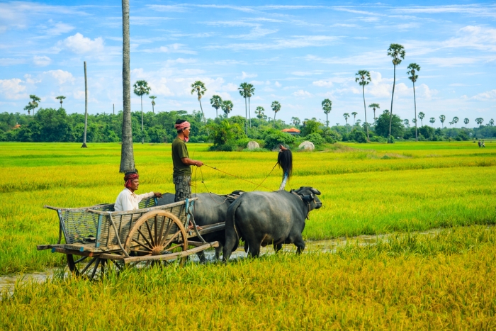 Scène de vie rurale dans les rizières de Battambang
