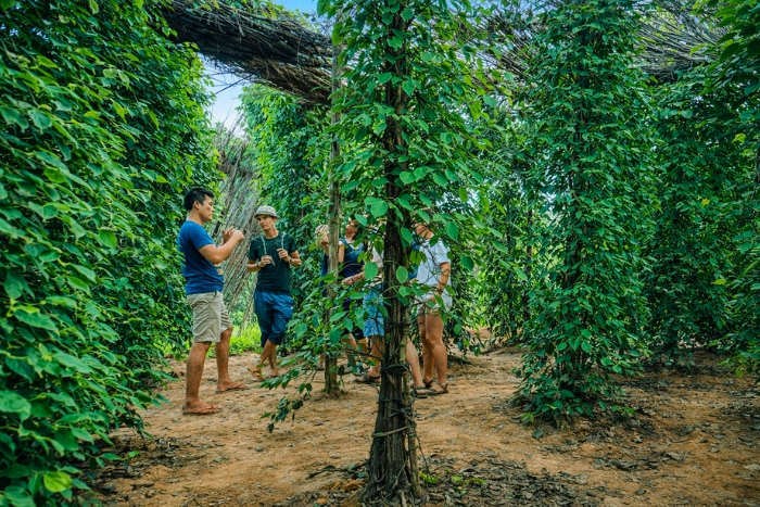 Découverte authentique dans une éco-ferme de poivre à Kampot