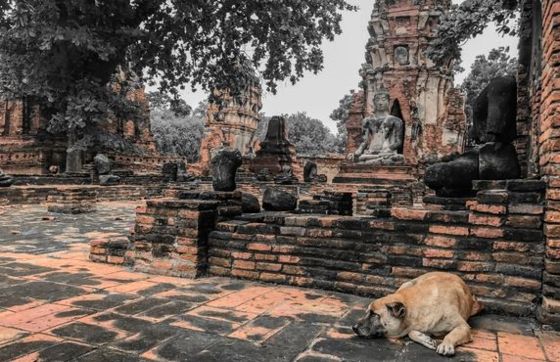 Quelles Sont Les Règles Pour Voyager Au Cambodge Avec Un Animal ?