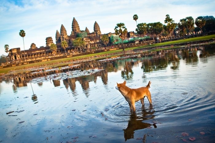 Les voyageurs doivent pr&eacute;parer plusieurs documents afin de respecter le r&egrave;glement pour voyager avec un chien au Cambodge