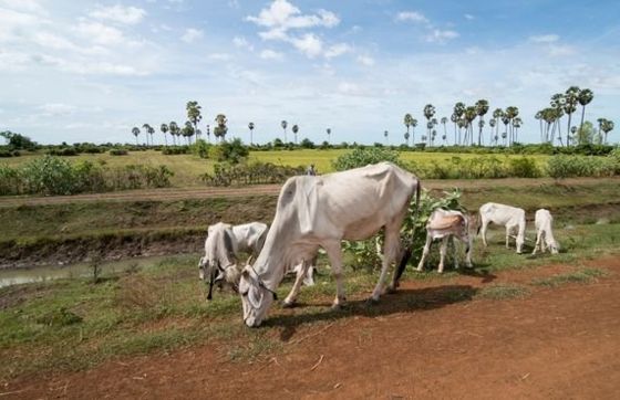 Comment Passer Le Week-end à La Ferme Cambodge ?