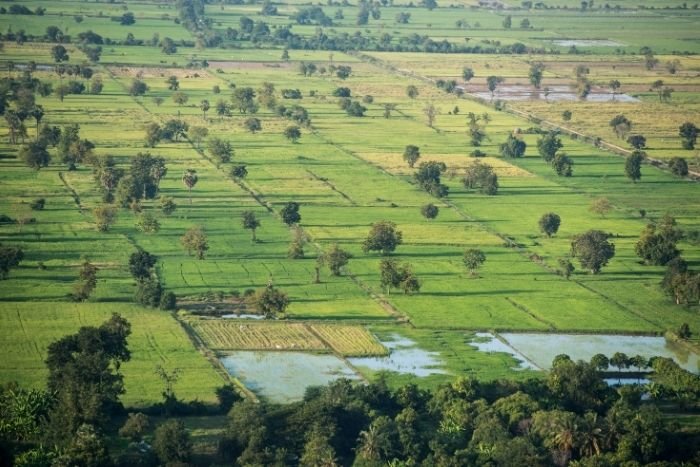 Explorez les cultures qui font vivre les campagnes de Battambang