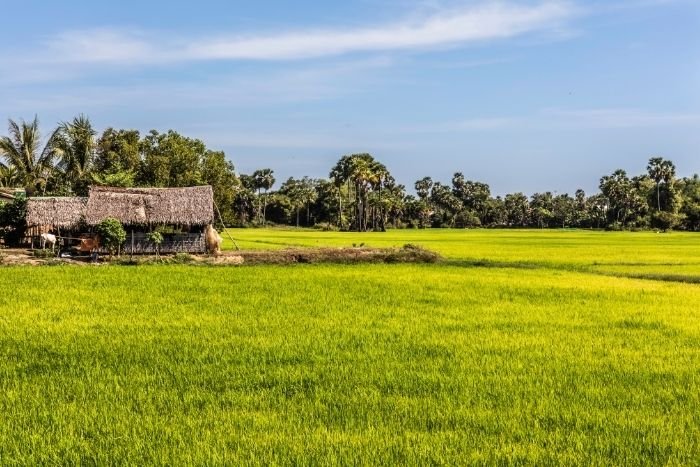 Entre rizi&egrave;res et petits villages, d&eacute;couvrez une autre facette de Siem Reap