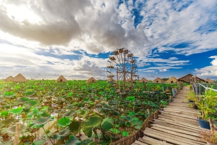 Plongez dans l’univers paisible des champs de lotus cambodgiens