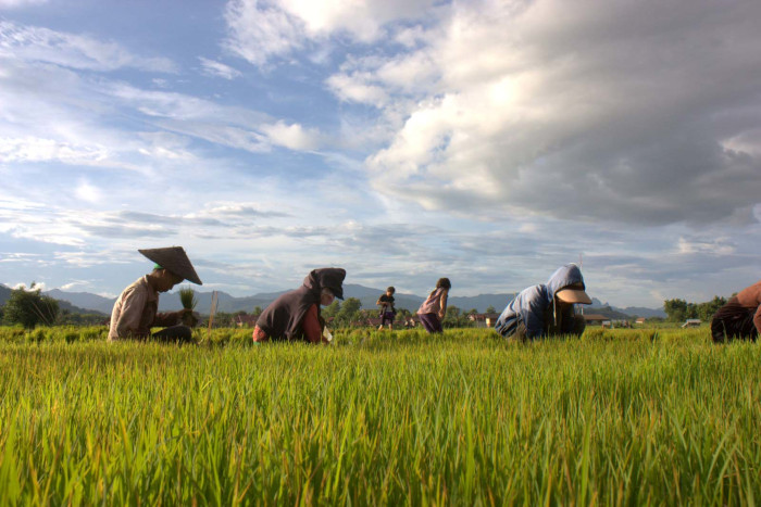 Vivez l'agriculture biologique à Mai Savanh Lao Farm, une expérience authentique pour votre itinéraire Laos 3 semaines.