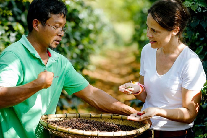 La plantations de thé et de café au plateau des Bolovens