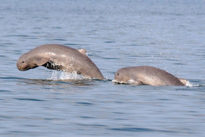 Dauphins d'eau douce Irrawaddy aux chutes de Khone Phapheng