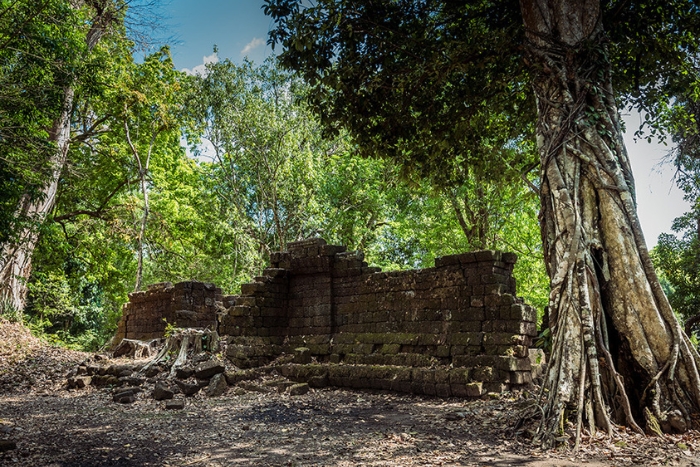 Le temple de Wat Tomo est caché au cœur de la jungle, à l'ombre de hauts arbres