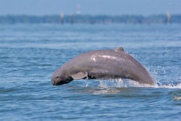 Voir des dauphins à Si Phan Don au Laos en août en 2 semaines