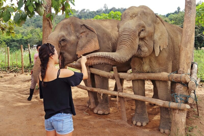 Découvrir le centre de conservation des éléphants Mandalao, à Luang Prabang