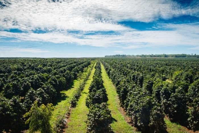 Fl&acirc;nez au milieu des caf&eacute;iers cultiv&eacute;s sur les terres volcaniques des Bolovens