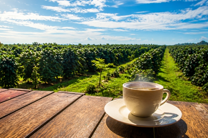 D&eacute;gustation de caf&eacute; sur le plateau des Bolovens