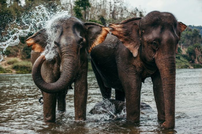 Quelle est la meilleure période pour visiter le Laos - pays du million d'éléphants ?