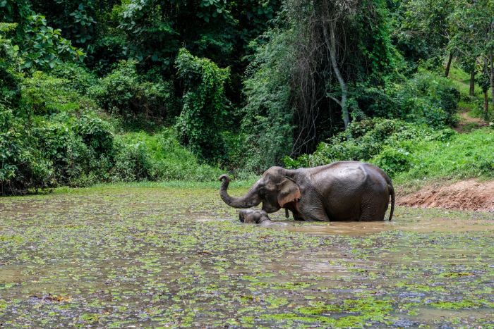 Le festival vise à honorer l'éléphant - l'animal symbolique du Laos