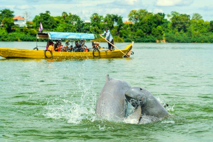 À la rencontre des dauphins de l’Irrawaddy sur le Mékong