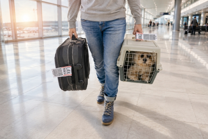 Direction le Laos en avion avec votre animal de compagnie