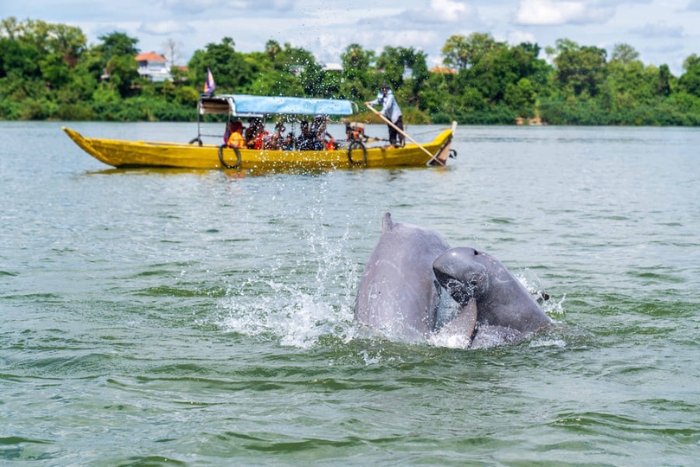 Observer les dauphins sera l’une des expériences les plus mémorables pour les enfants au Laos